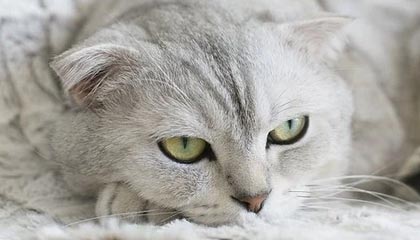 回应孙继海青训纠纷！中国足协：暂中止该案审理